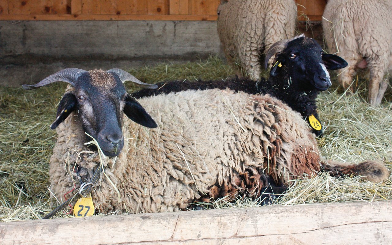 Das Fell und die Wolle der Tiere kann unterschiedliche Farben haben. Schwarz, braun, silbergrau, gämsfarben und weiss gehören dazu. 