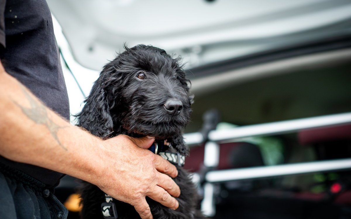 Ein junger Hund bereitet viel Freude, führt aber auch zu viel Arbeit. Bedingung ist, dass er konsequent erzogen wird, damit das Leben mit ihm angenehm wird. 