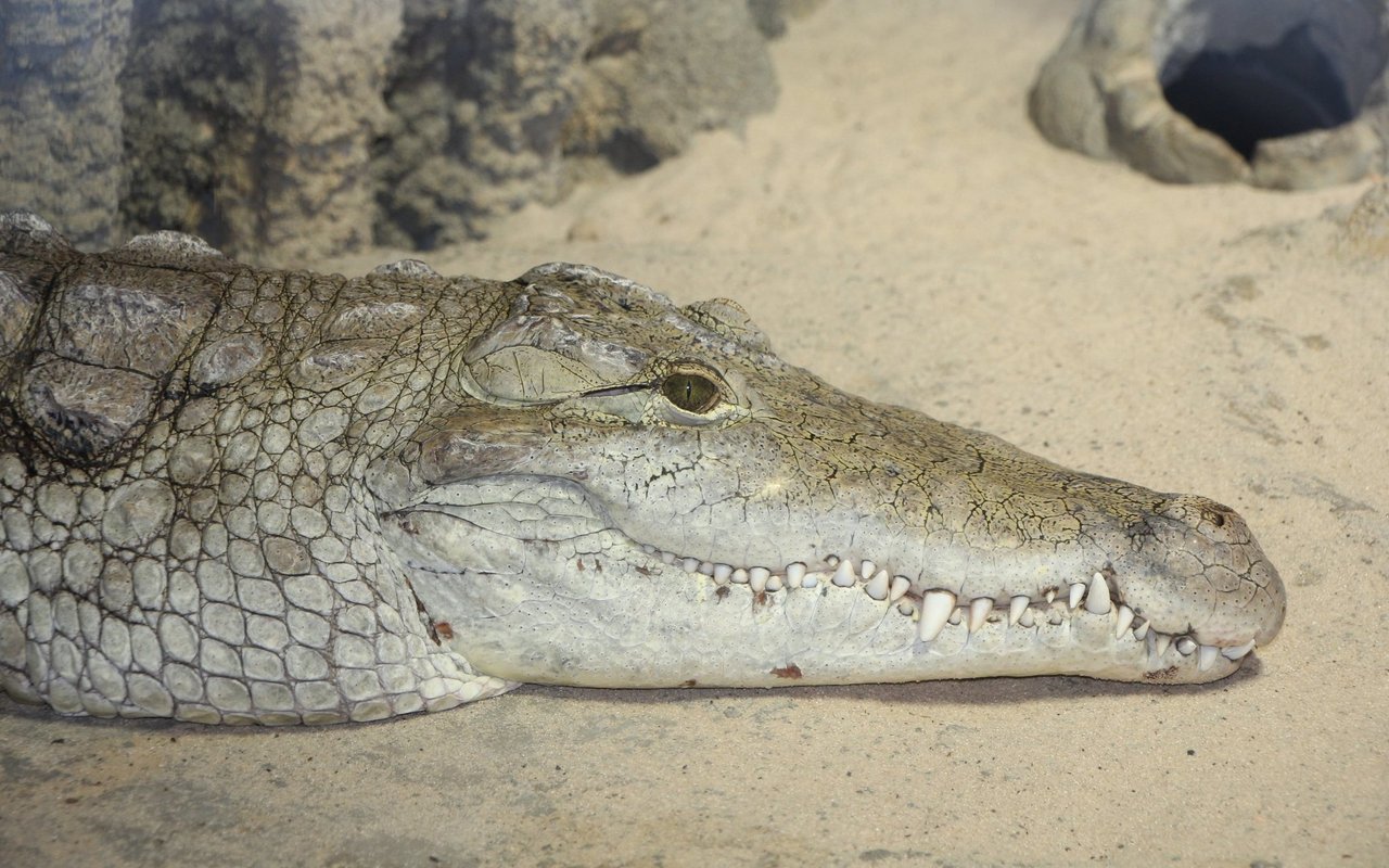 Die Krokodile aus der Wüste sind näher mit den amerikanischen verwandt, als mit den Nilkrokodilen.