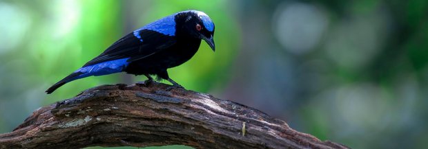 Elfenblauvogel auf Ast