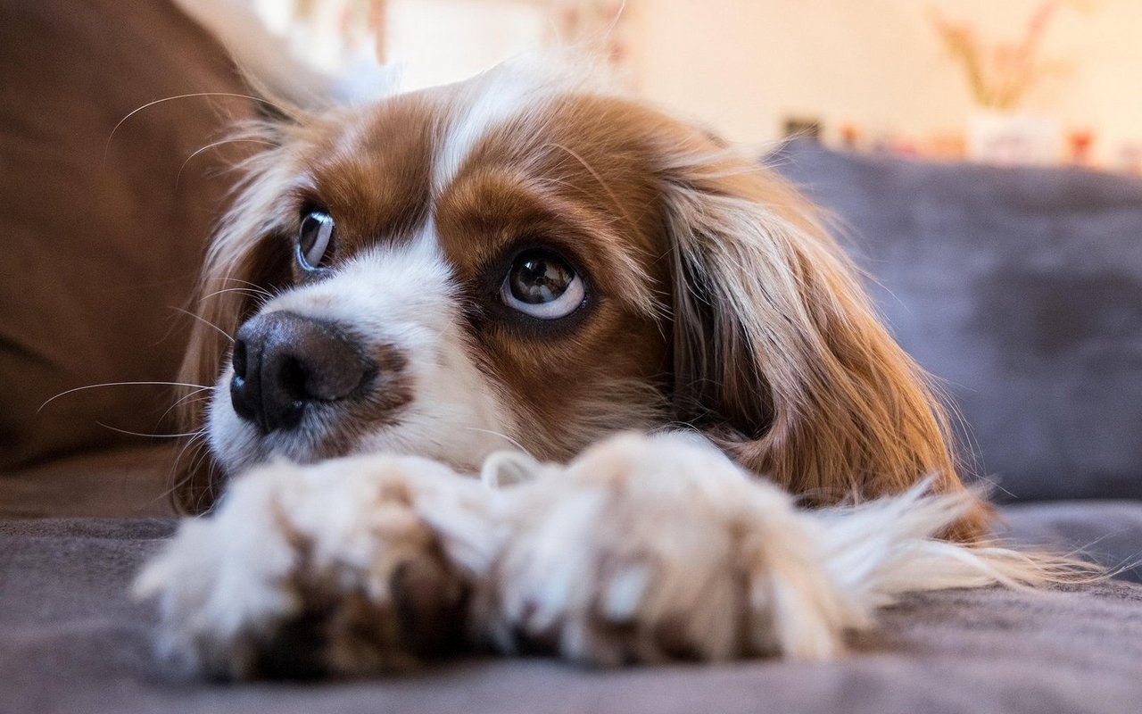 Hunde können lernen, auch mal alleine zuhause zu bleiben.