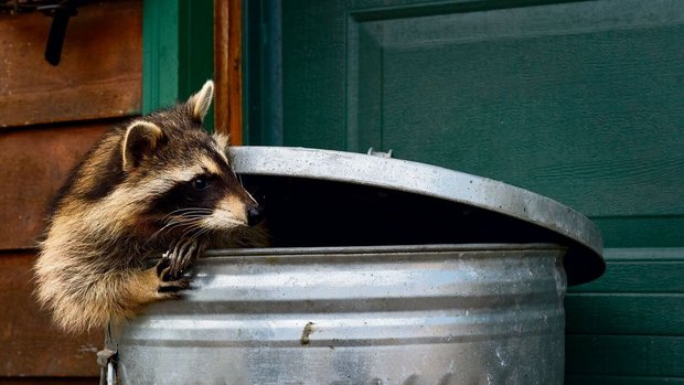 Waschbär