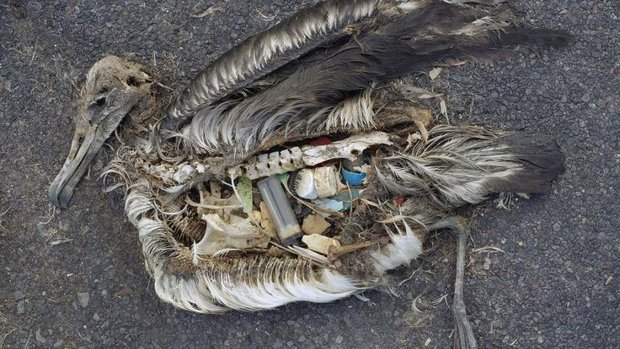 Toter Albatros mit Plastik im Bauch