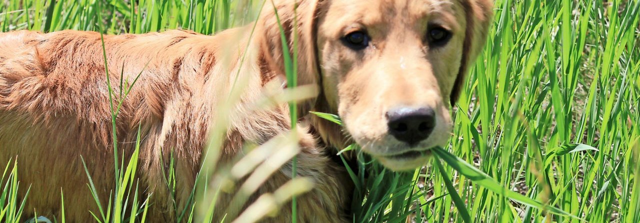 Langeweile könnten ein Auslöser sein für den Drang des Hundes, Gras zu fressen.