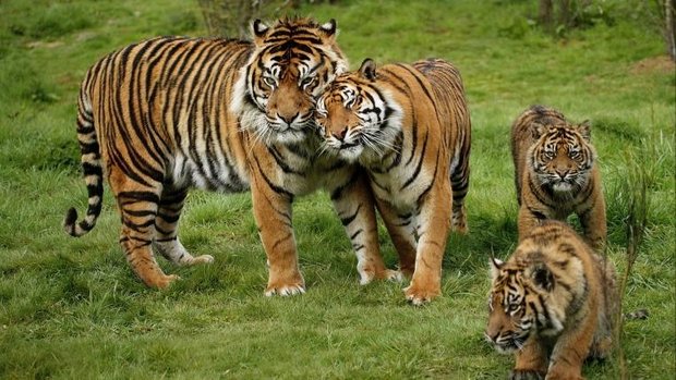 Familie von Sumatra-Tigern