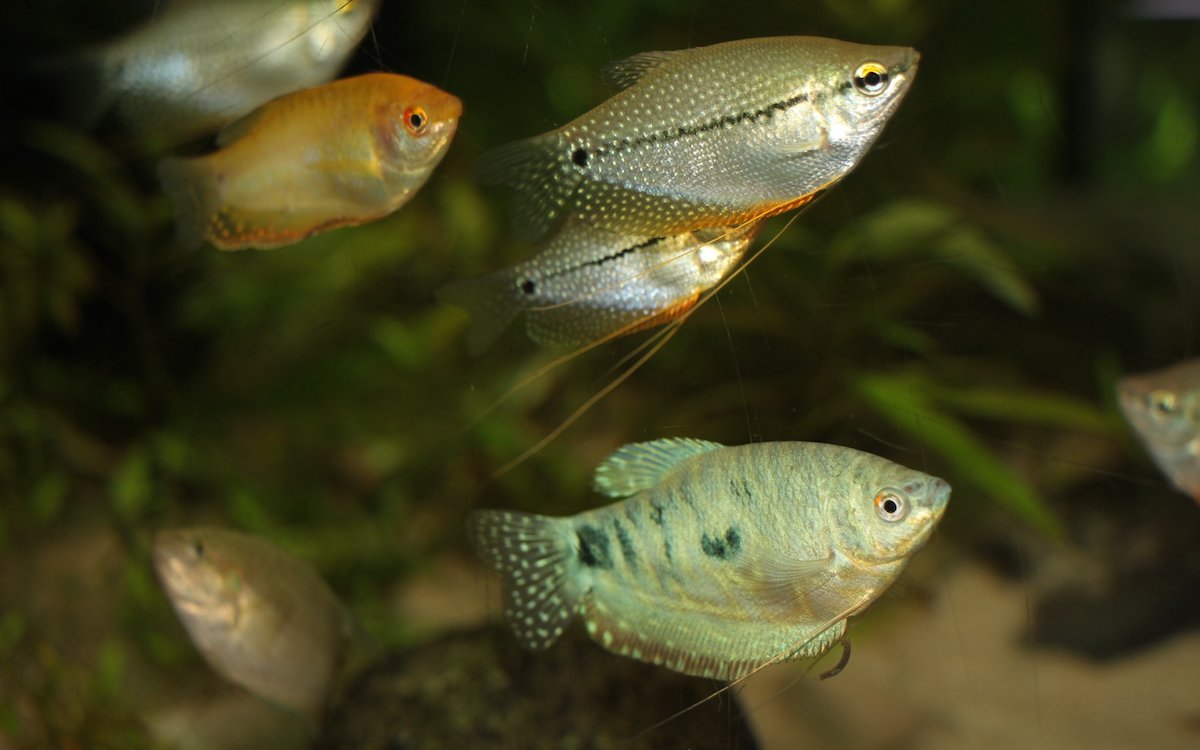 Fadenfische sind beliebte Aquarienbewohner, hier oben ein Mosaikfadenfisch und unten ein Blauer Fadenfisch. 