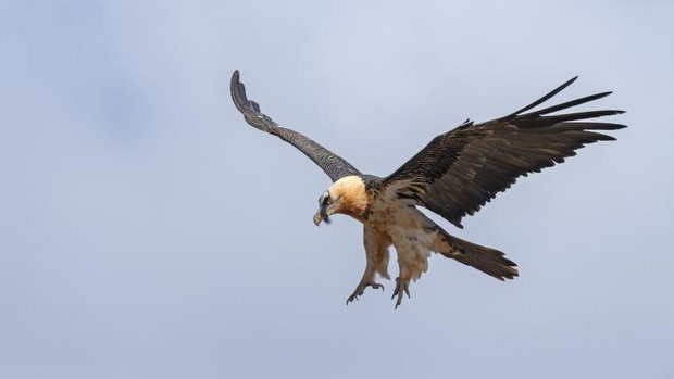 Bartgeier im Flug