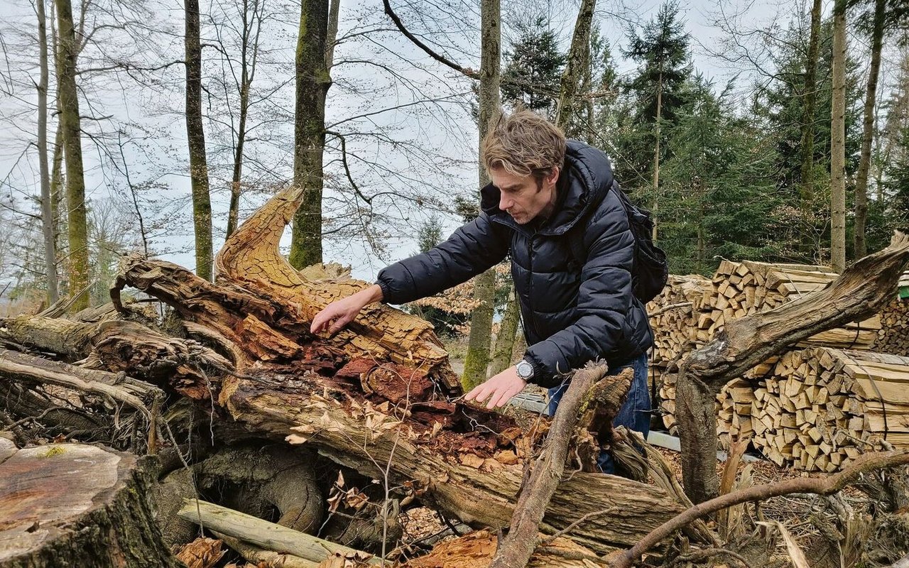 Michael Gilgen sucht im Totholz nach Käfern.