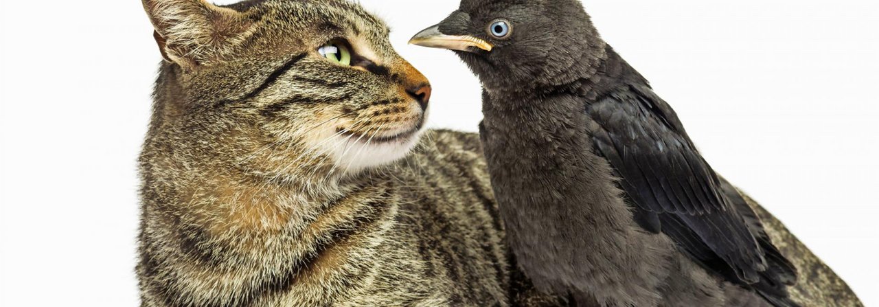 Freund oder Happen? Die Beziehung zwischen Katze und Vogel steht auf tönernen Füssen.