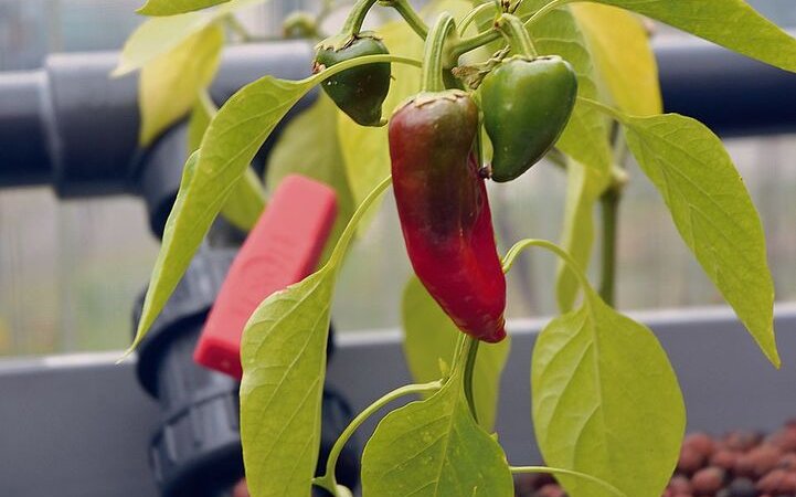 Strauchiges wie Chilis setzt man in Blähton, während Salate in mehreren Etagen übereinander wachsen, indem Nährlösungen aus Leitungen die Wurzeln umspülen.