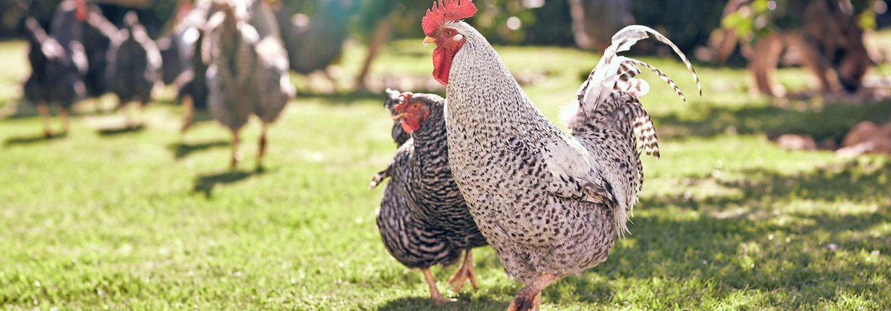 Hühner lieben weit reichende Ausläufe mit Scharrmöglichkeiten.