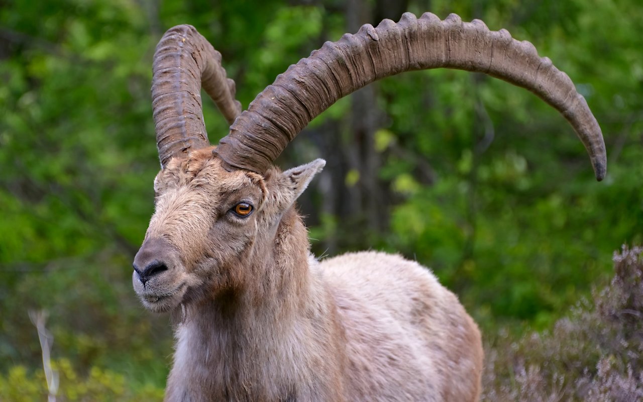 Die heutigen Steinbock-Kolonien in der Schweiz sind das Ergebnis einer grossangelegten Wiederansiedlung zu Beginn des 20. Jahrhunderts. 