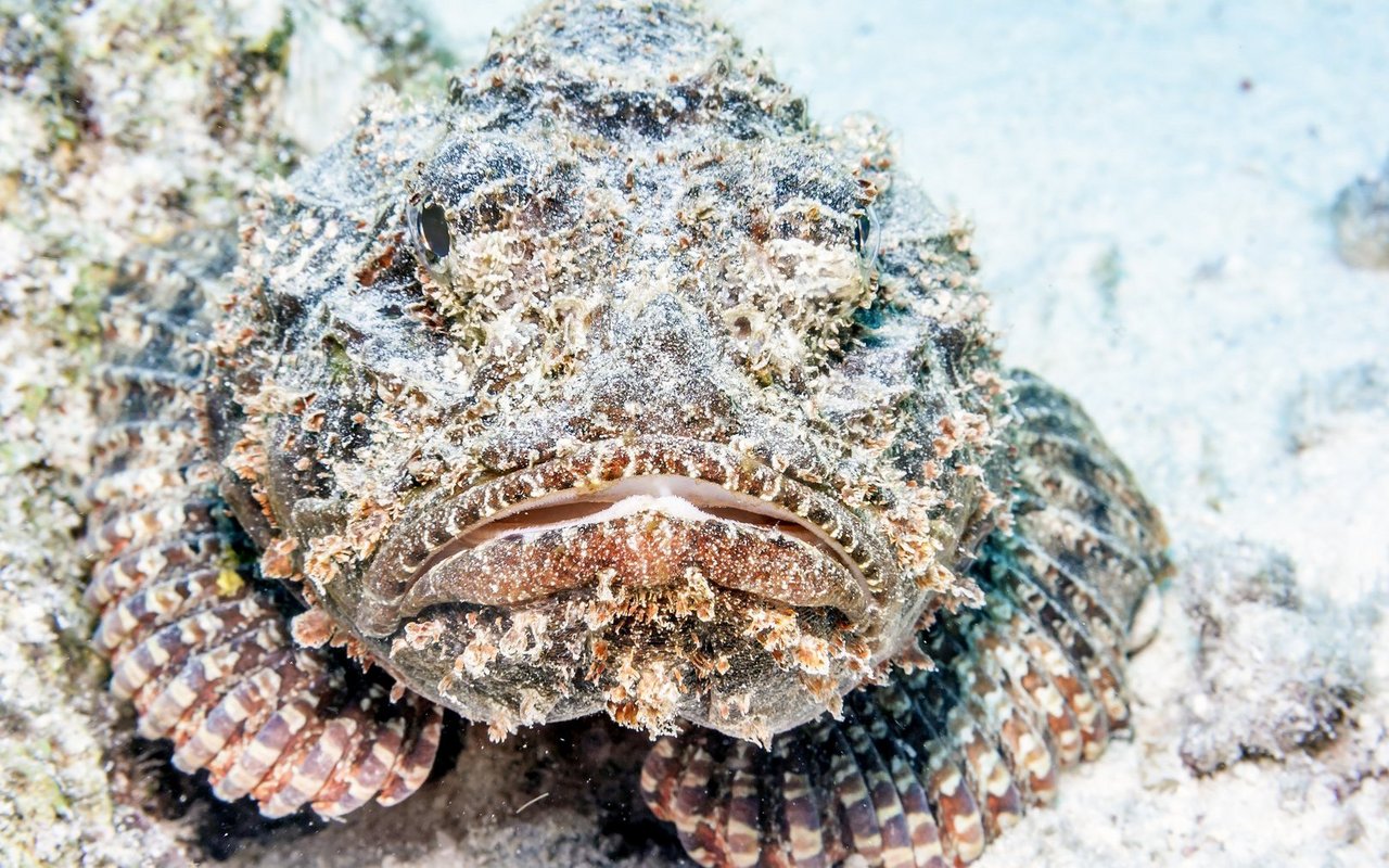 Steinfische gehören zu den sehr seltenen Fällen von Fischen, die ohne Schwimmblase Laute erzeugen können. Dies machen sie über Muskelkontraktionen, welche Knochen und Flossen in Schwingung versetzen.