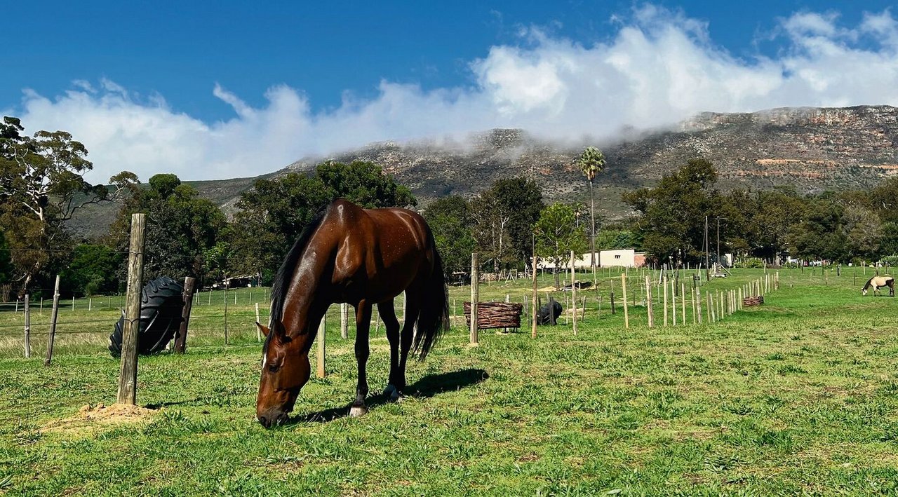 Bevor die pferdegestütztePsychotherapie stattfindet, ist es auf der Farm von Equinox Trust ruhig.