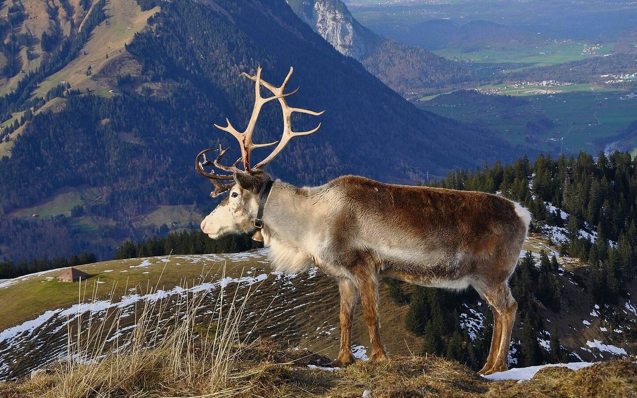 Snow ist mit seinen 13 Jahren das älteste Rentier der Familie Luginbühl.