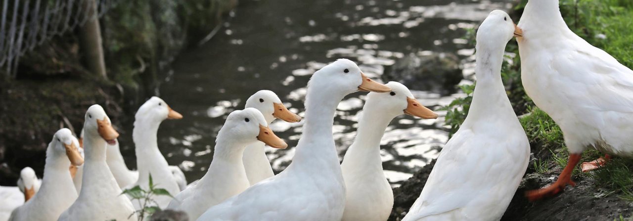 Enten lieben es, in fliessend frischem Wasser zu planschen.