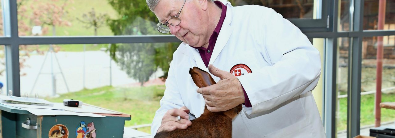 Experten nehmen an Ausstellungen und Tischbewertungen die Tiere genau unter die Lupe.