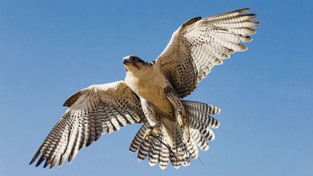 Wanderfalken erreichen im Sturzflug eine Geschwindigkeit von 380 Stundenkilometern.