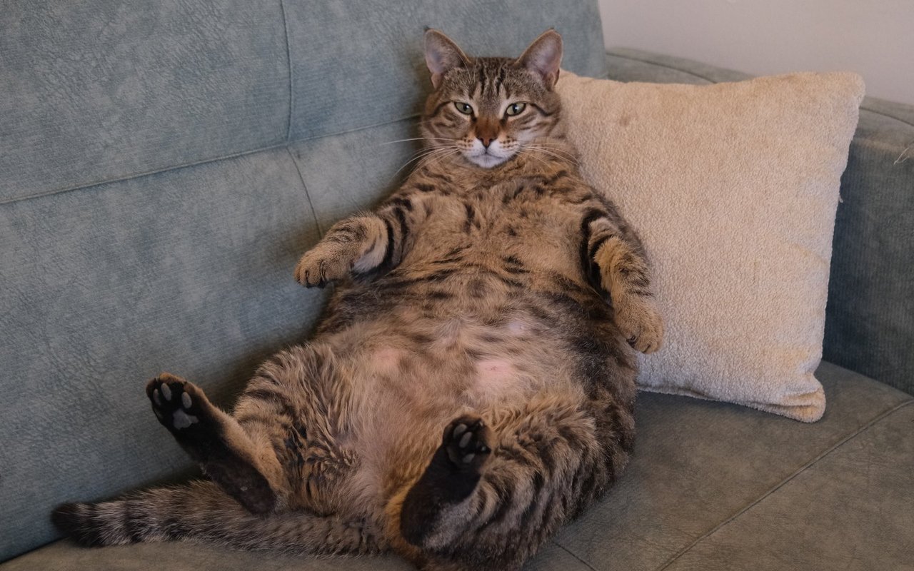 Auch für übergewichtige Katzen könnte es bald Medikamente geben, die ihnen bei der Gewichtsabnahme helfen.