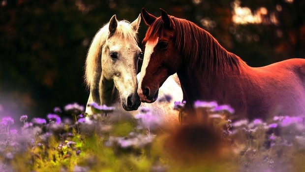 Bildlegende Bild oben