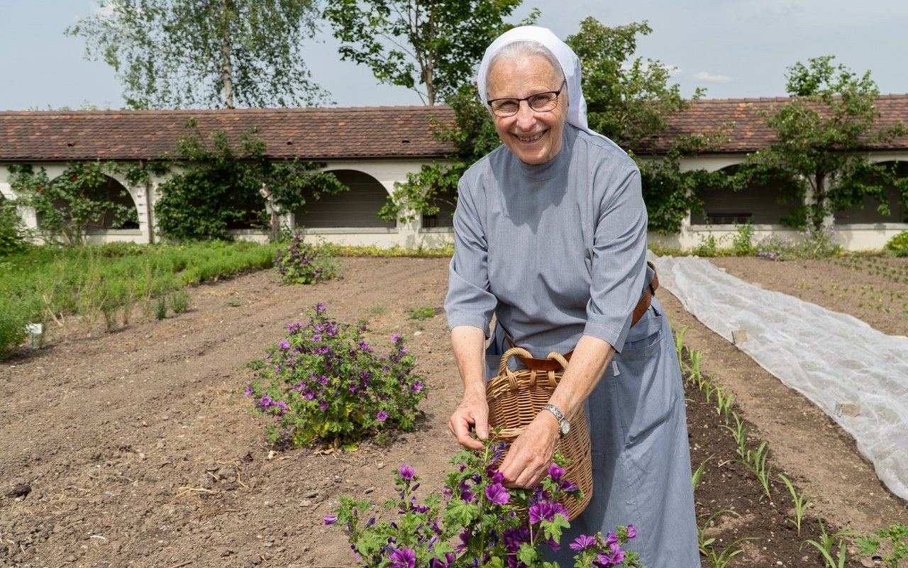 Schwester Theresita Blunschi bei der Malven-Ernte.