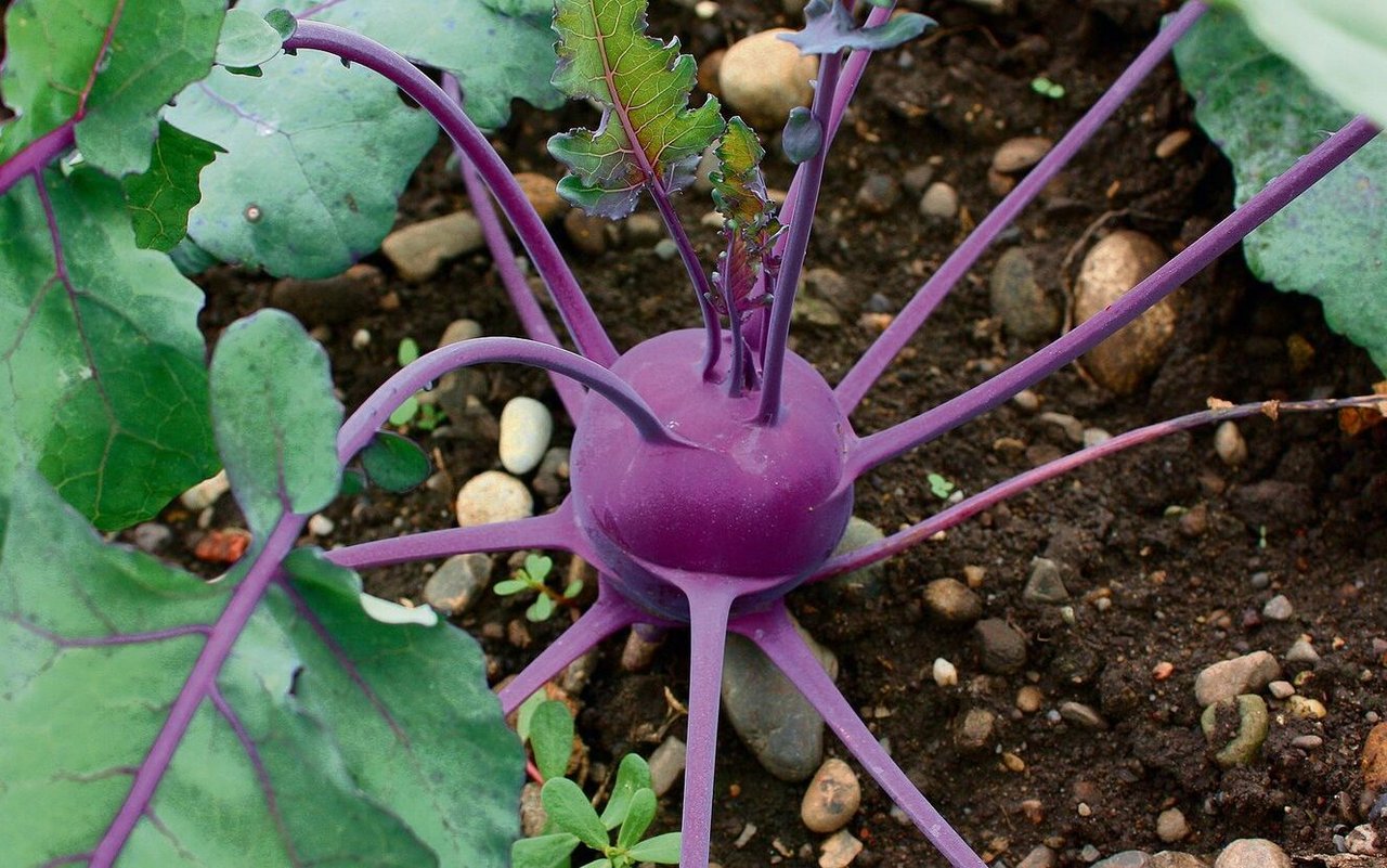 Die hübsche Vitaminbombe bringt Farbe ins grüne Beet.