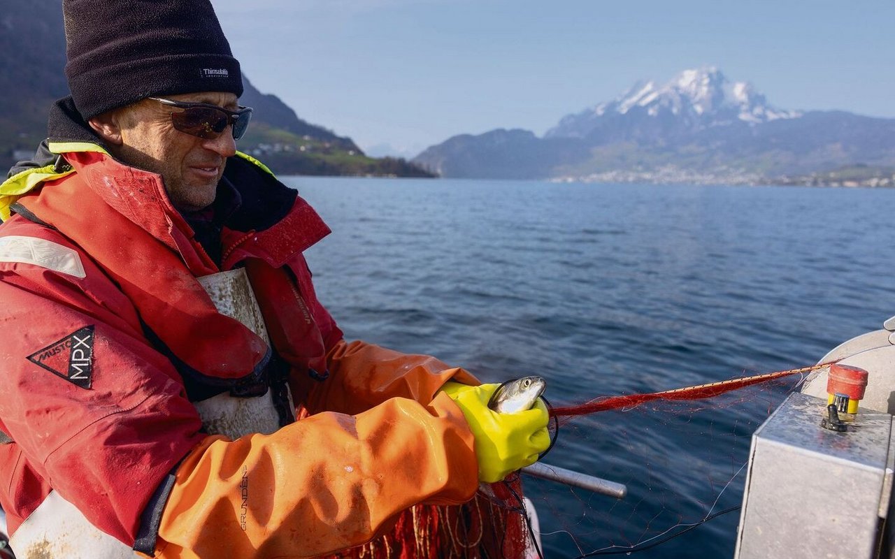 Beim Herauslösen der Fische aus dem Netz ist Vorsicht geboten, schnell ist ein Exemplar aus den Händen geglitten.
