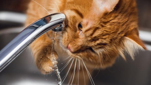 Katze trinkt vom Wasserhahn