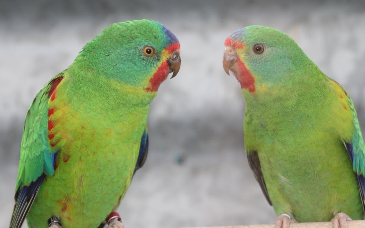 Schwalbensittiche zeigen nur einen wenig ausgeprägten Geschlechtsdimorphismus. 