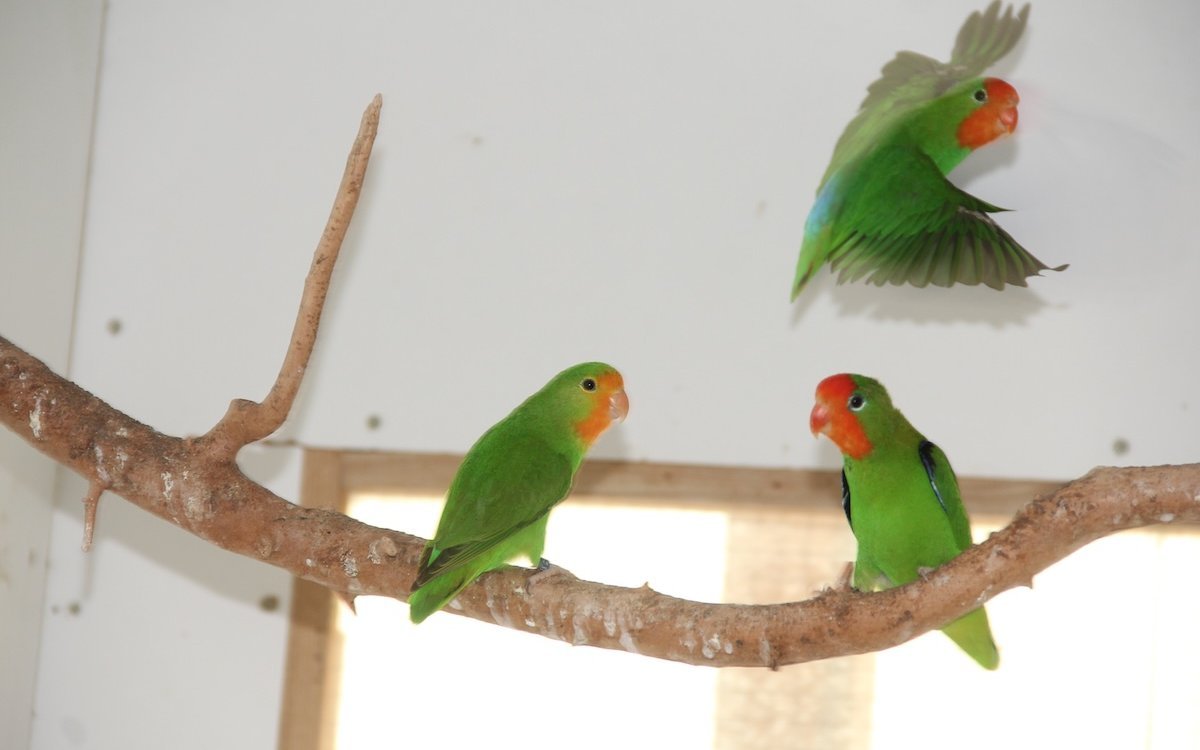 Die Schweizer Erstzucht der Orangeköpfchen gelang Emil Zürcher aus Ostermundigen mit einem Paar, das er in einer Vitrine im Wohnzimmer hielt. 