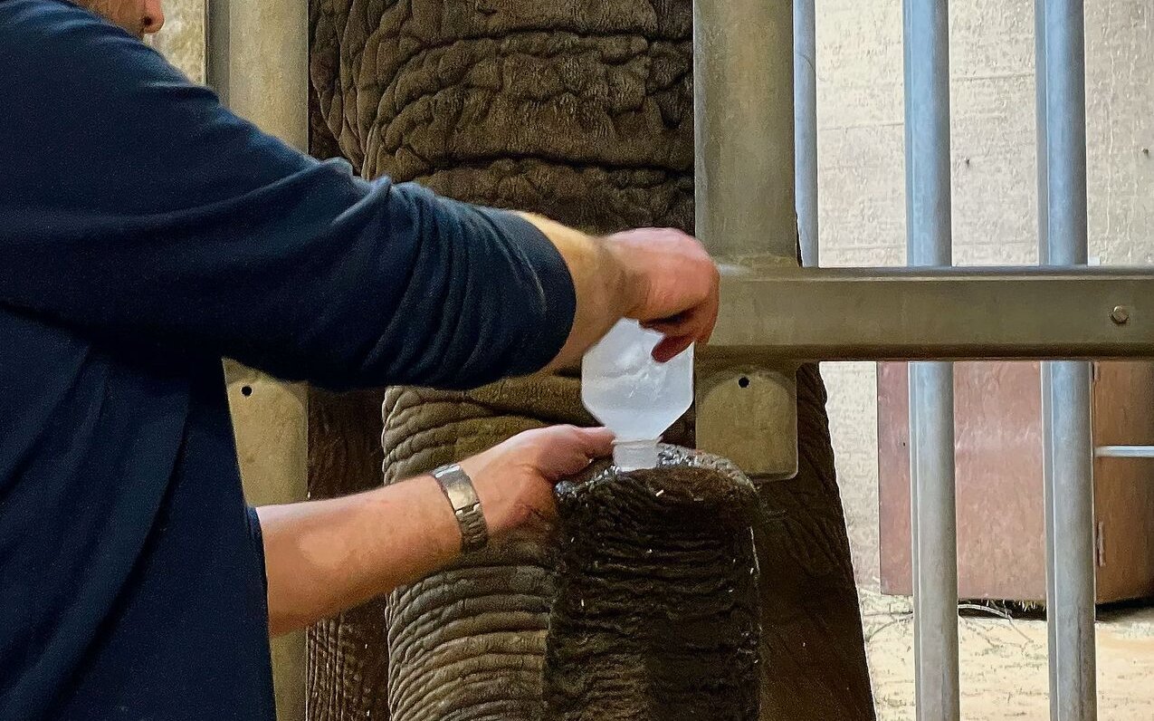 Bei der Rüsselspülung zur Tuberkuloseuntersuchung wird dem Elefanten eine Kochsalzlösung in den Rüssel geschüttet.