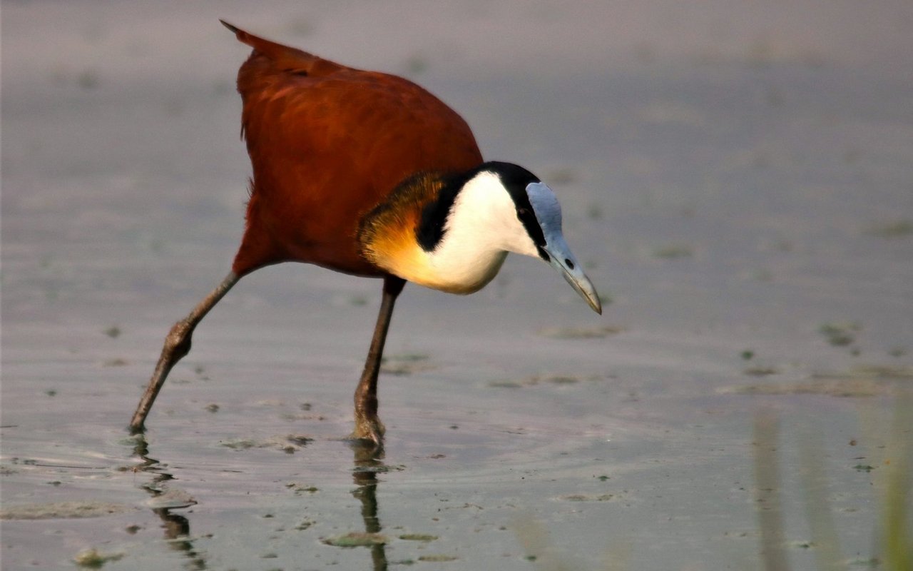 Bei den Jacanas sind die Geschlechterrollen vertauscht.