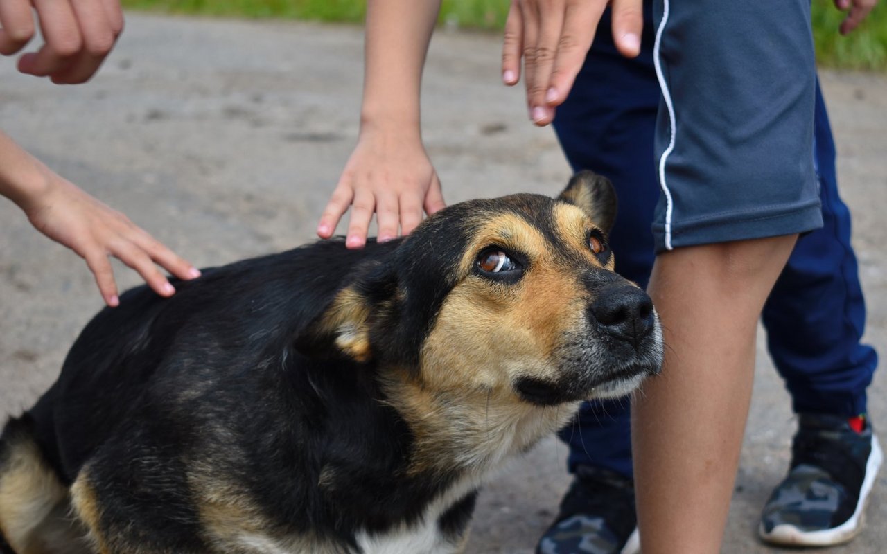 Fühlen sich Hunde in die Enge gedrängt, können sie sich notfalls für die Flucht nach vorne entscheiden. 