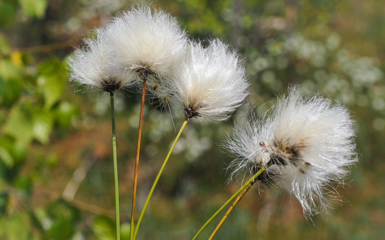 Scheidiges Wollgras (Eriophorum vaginatum)