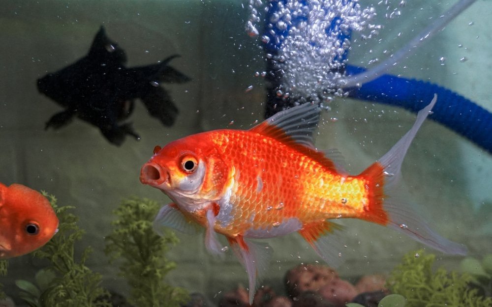 Der Goldfisch ist ein robuster und geselliger Teichfisch mit jahrtausendelanger Zuchtgeschichte.