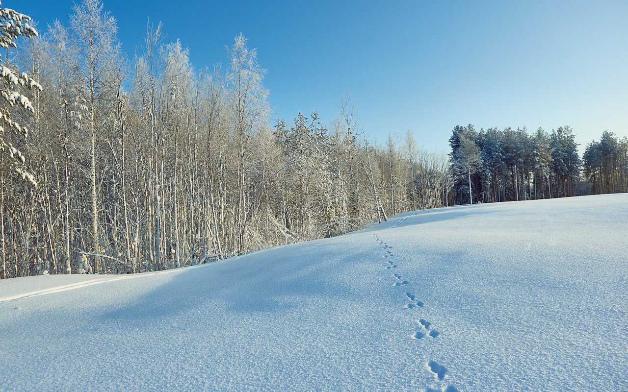 Ein Fährtenleser kann anhand der Spur bestimmen, welches Tier hier durch den Schnee hüpfte.