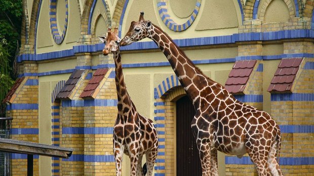 Grosser Panda und zwei Giraffenunterarten vor dem Antilopenhaus.