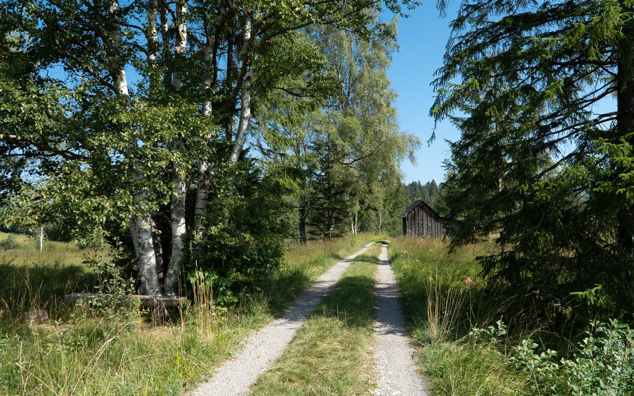 Das Moor sieht an manchen Stellen idyllischer aus, als erwartet.