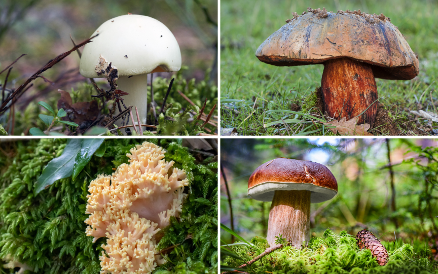 Herbstzeit ist Pilzzeit – man muss jedoch unbedingt wissen, welche essbar sind und welche nciht.