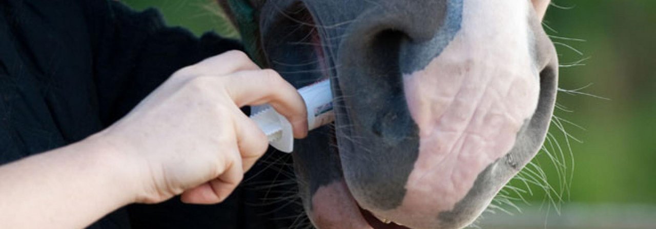 Flüssige Arzneimittel drückt man mit einer Spritze direkt ins Maul des Pferdes.