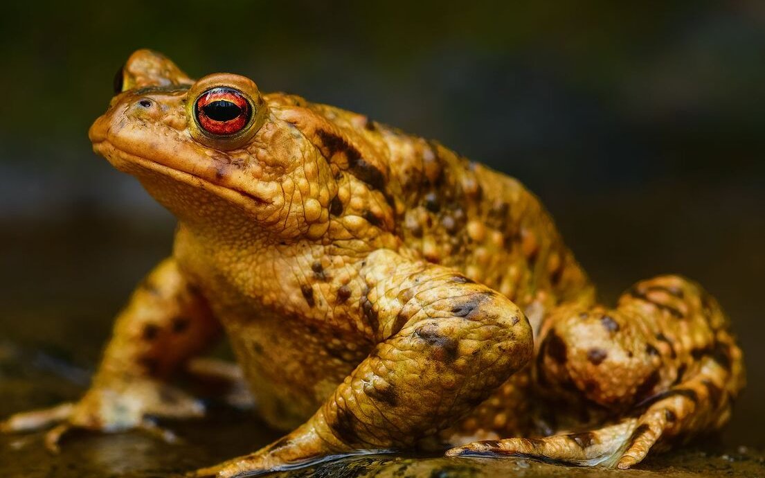 Dieses Erdkrötenmännchen wandert aus dem Wald zum Teich.