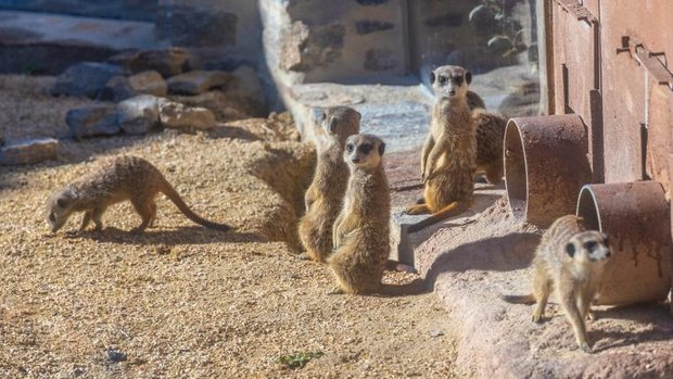 Erdmännchen im Zoo Zürich in der Lewa-Savanne