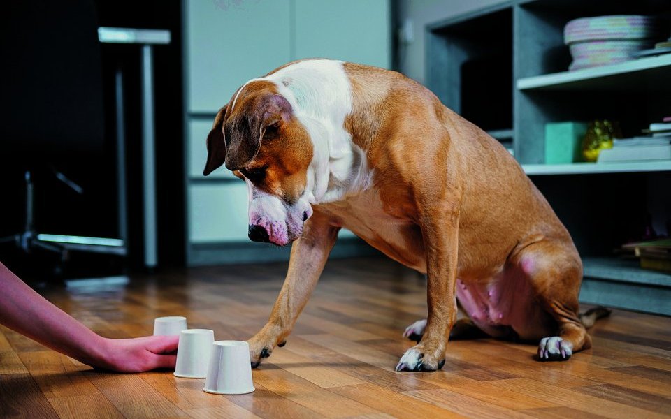 Auch beim Hütchenspiel kann der Hund das Leckerli suchen. 