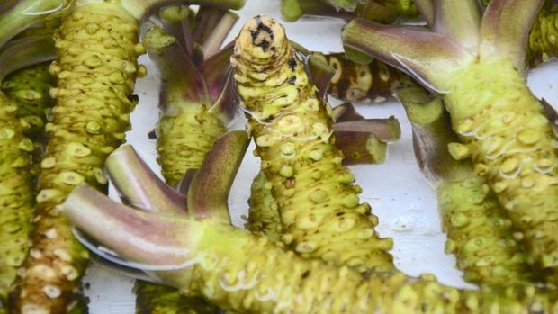 Wasabi_wurzel