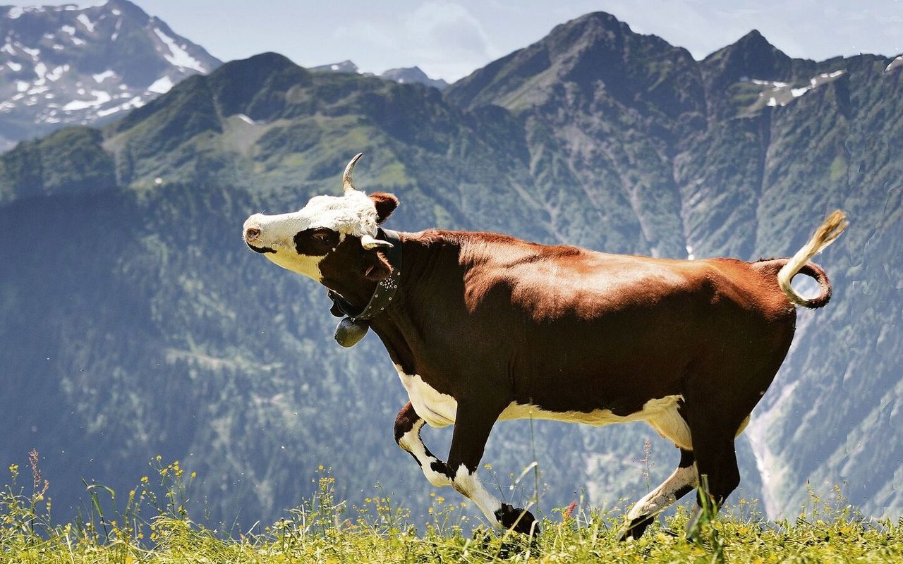Eine Kuh fühlt sich wohler auf der Weide als eingepfercht in einem engen Stall. 
