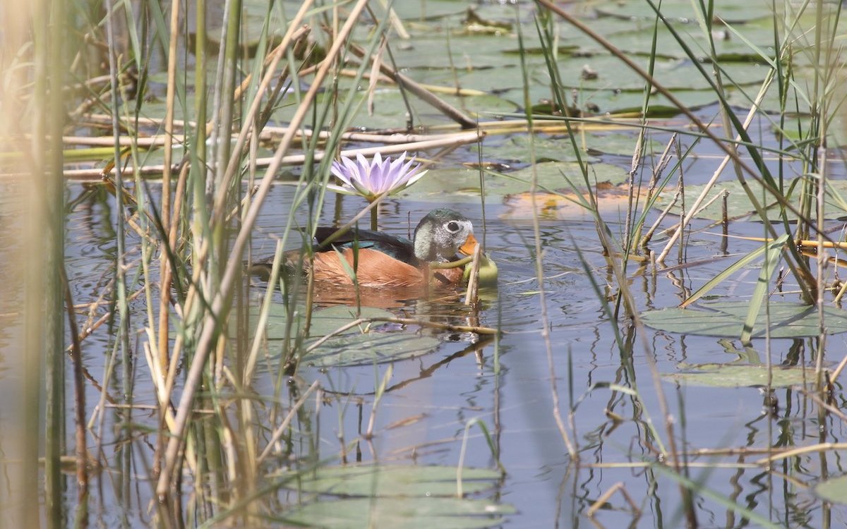 Die Afrikanische Zwergglanzente lebt im dicht bestandenen Sumpfgürtel der Gewässer der Seen im Grabenbruch Äthiopiens. 