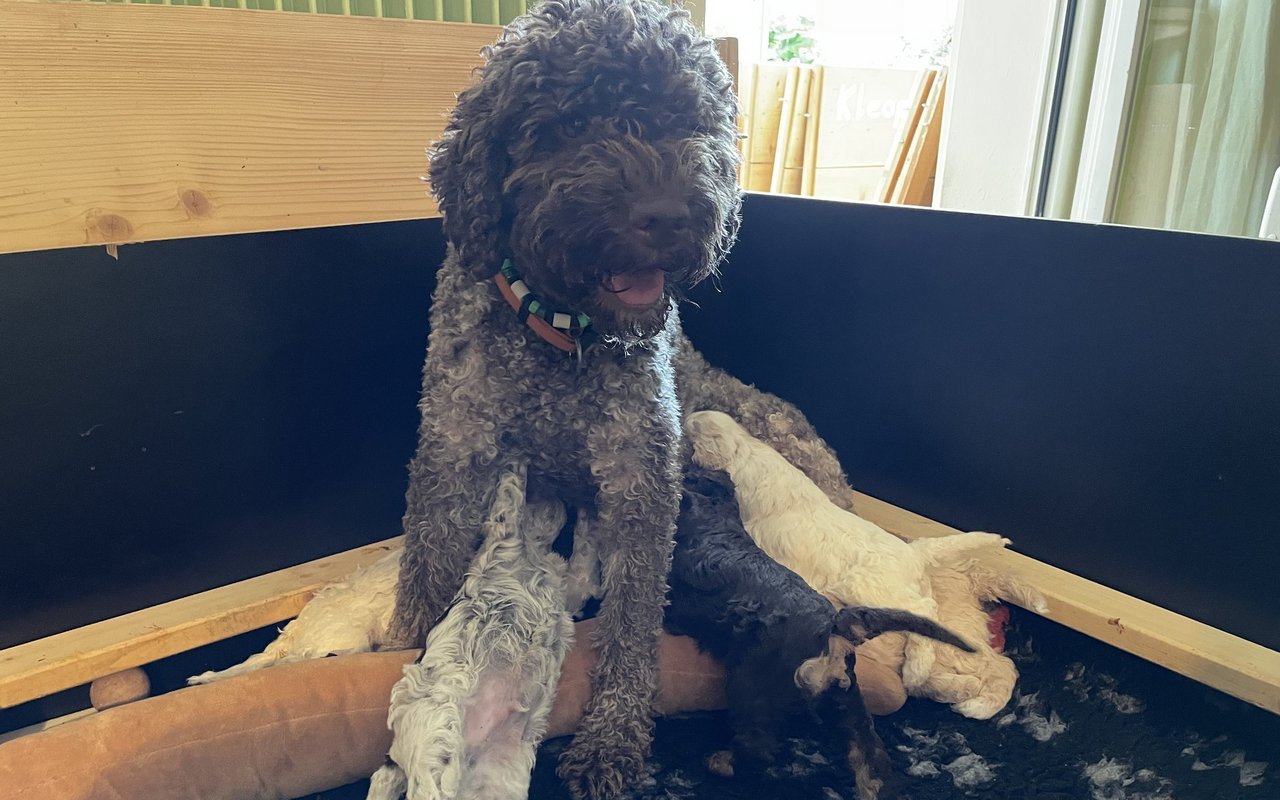 Mit sieben Welpen hat die Lagotto-Mama so einiges zu tun. 