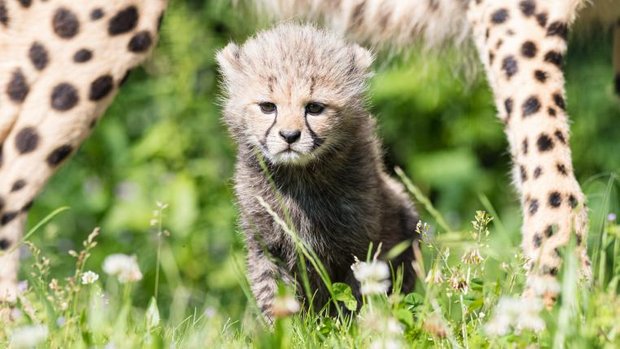 Gepard Dina mit Jungtier im Zoo Basel