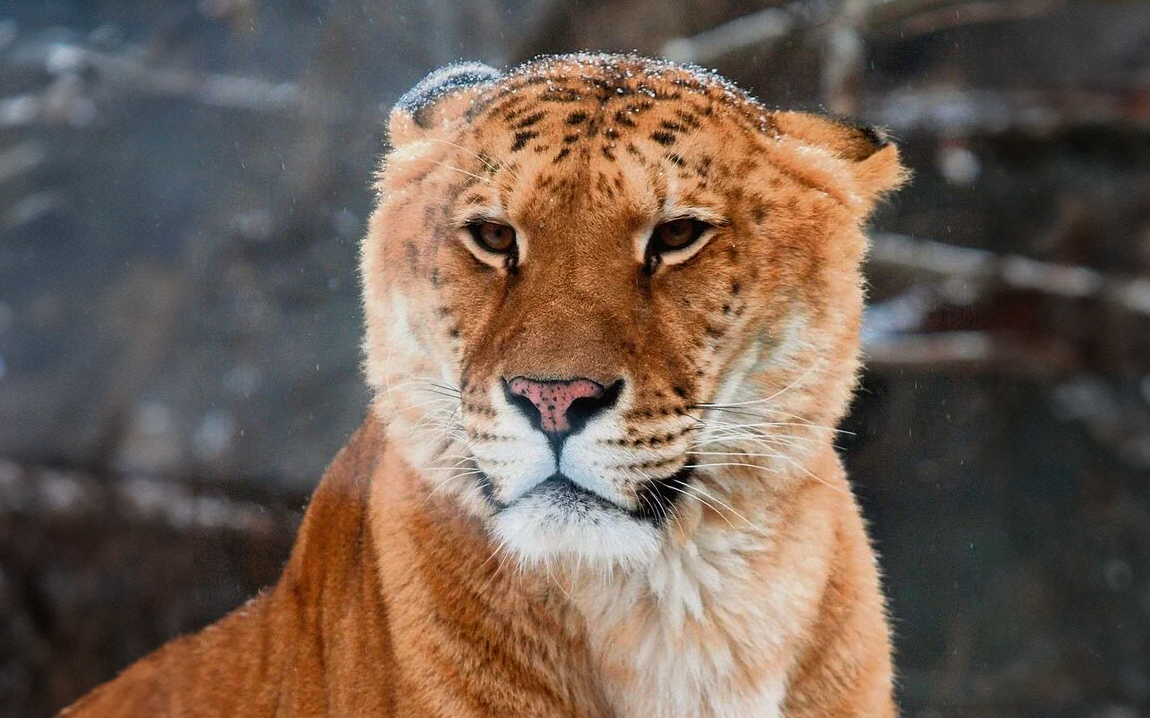 Der Liger ist der Nachfahre eines Löwen und einer Tigerdame.