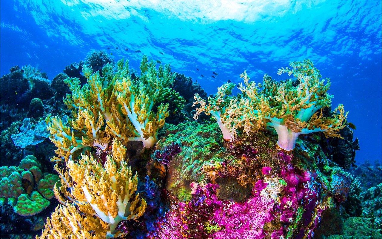 Korallenriffe wachsen nicht so schnell nach, wie sie zerstört werden – die Regeneration zerstörter Riffe dauert mehrere hundert Jahre.